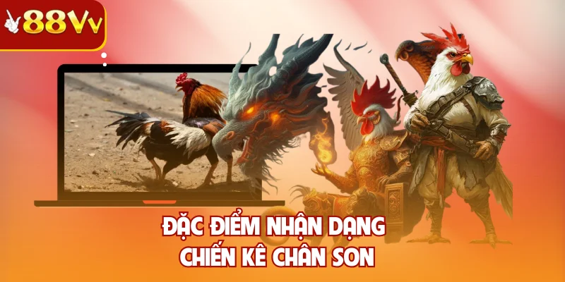 Đặc điểm nhận dạng chiến kê chân son