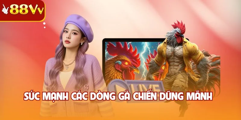 Sức mạnh các dòng gà chiến dũng mãnh